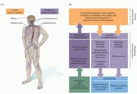 neuroscience and nerve system